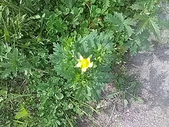 Potentilla