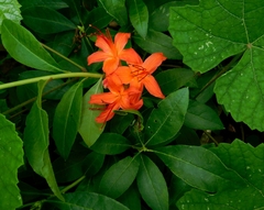 Rhododendron cumberlandense