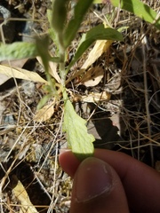 Lessingia micradenia micradenia
