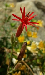 Silene laciniata laciniata