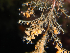 Eudendrium racemosum
