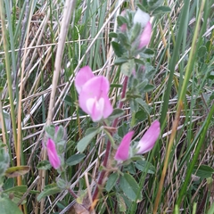 Ononis spinosa procurrens