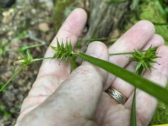 Carex folliculata