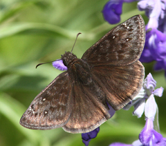 Erynnis meridianus