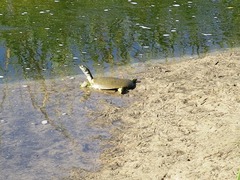 Apalone spinifera emoryi