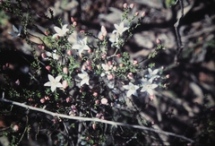 Philotheca difformis