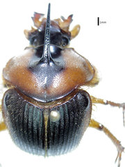 Athyreus unicornis
