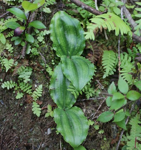 Platanthera florentii iNat (1)