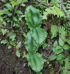 Platanthera florentii