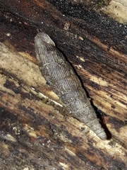 Macrogastra ventricosa