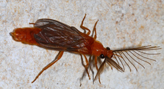 Phengodes plumosa