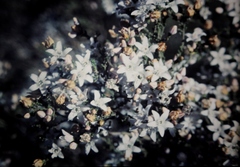 Philotheca difformis