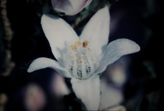 Philotheca difformis