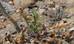 Crambe koktebelica