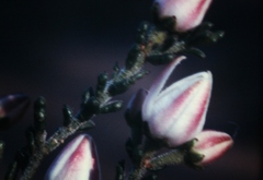 Philotheca difformis