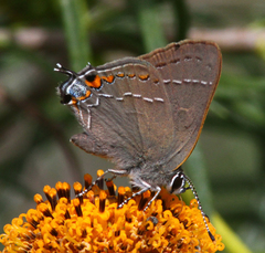 Satyrium favonius