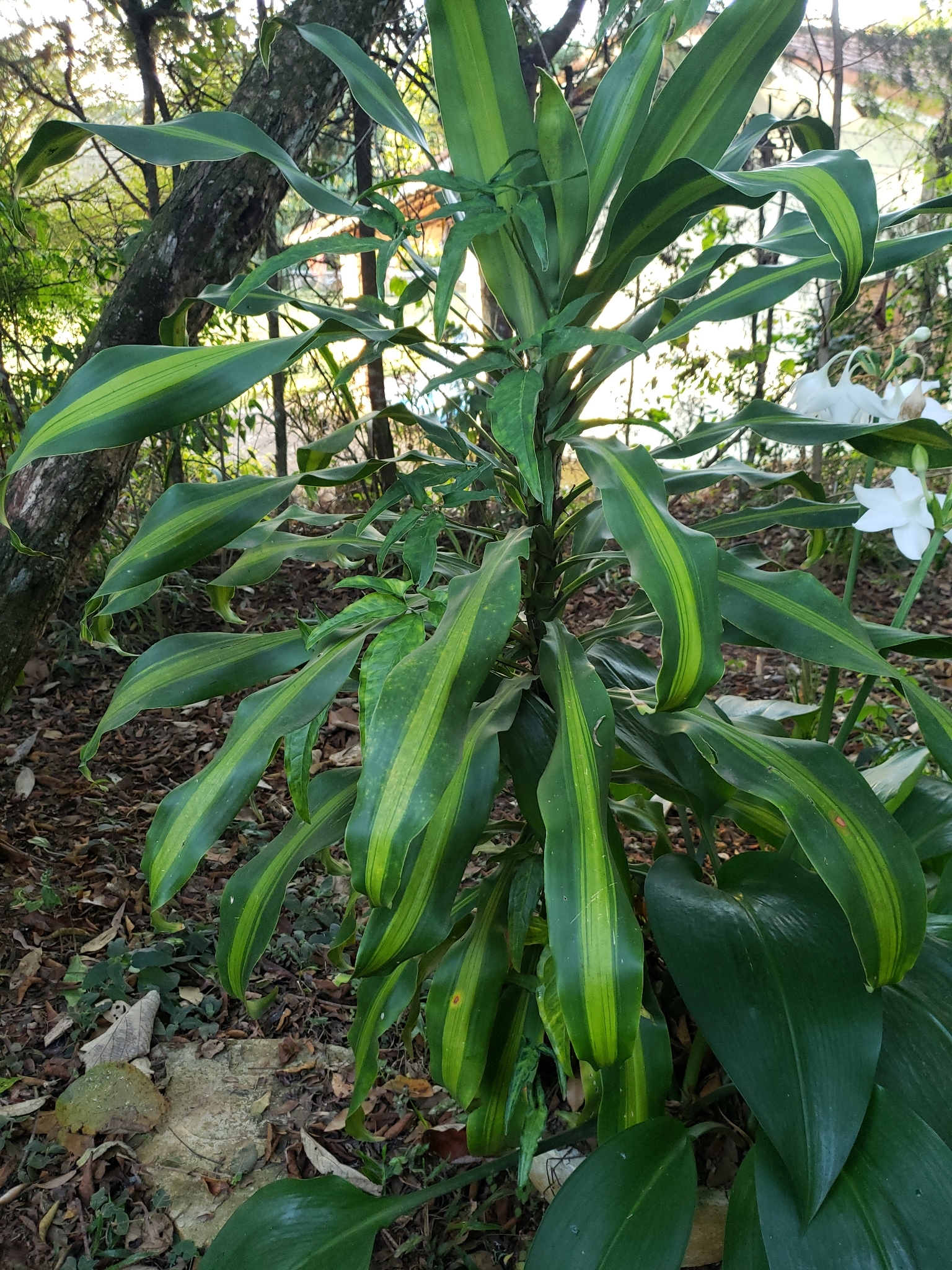 Dracaena fragrans