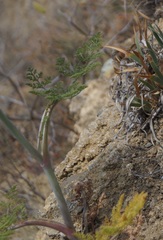 Astrodaucus littoralis