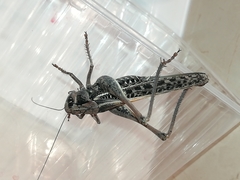 Decticus verrucivorus