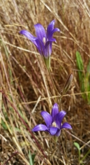 Brodiaea elegans elegans