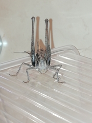 Decticus verrucivorus
