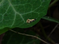 Epicallima icterinella