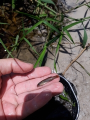Fundulus seminolis
