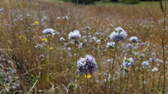 Gilia capitata capitata
