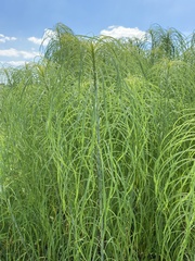 Helianthus salicifolius