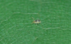 Deuterosminthurus bicinctus