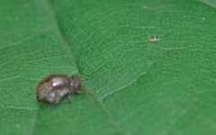 Deuterosminthurus bicinctus