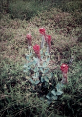 Pimelea decora
