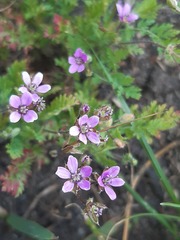 Erodium cicutarium