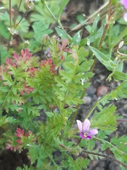 Erodium cicutarium
