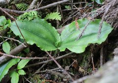 Platanthera florentii