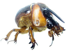 Athyreus unicornis