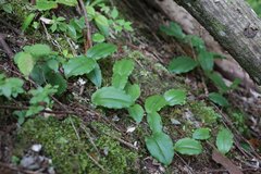 Platanthera florentii