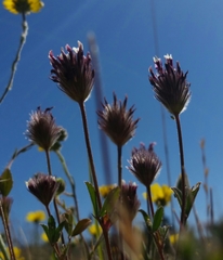 Trifolium dichotomum
