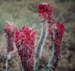 Pimelea decora