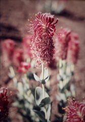 Pimelea decora