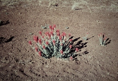 Pimelea decora
