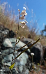 Streptanthus glandulosus secundus