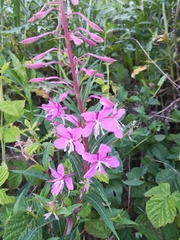 Chamaenerion angustifolium