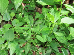 Sanicula canadensis canadensis