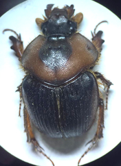 Athyreus unicornis