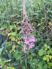 Chamaenerion angustifolium