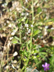 Capsella bursa-pastoris