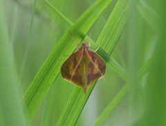 Ostrinia palustralis