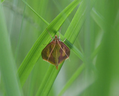 Ostrinia palustralis