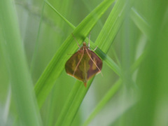 Ostrinia palustralis